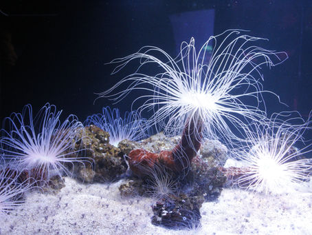 Trapped in Love, or a Nightmare?