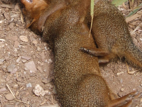 Child Maintenance as Coercive Control: Post-Separation Abuse in Family Law