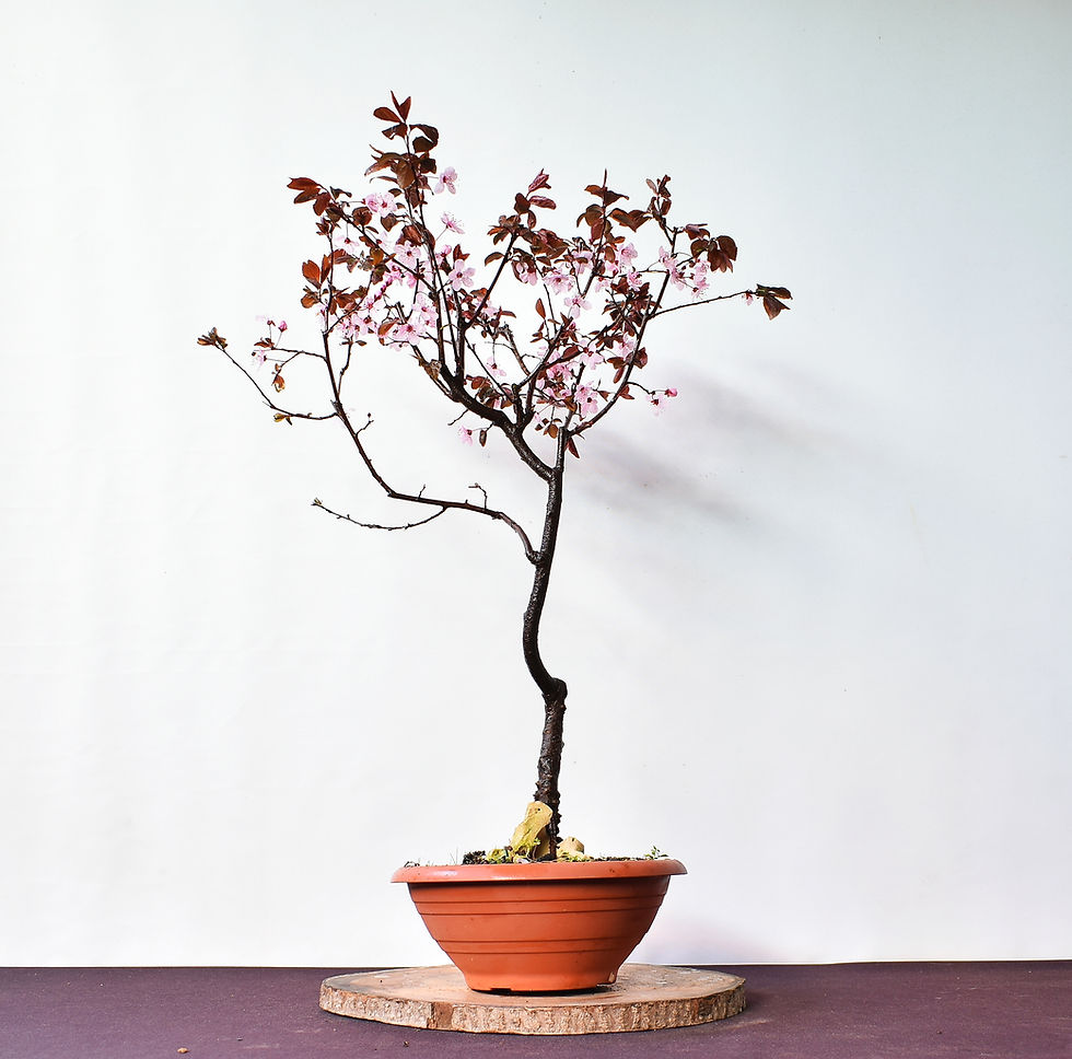 Miniatura: Prunus Pisardi