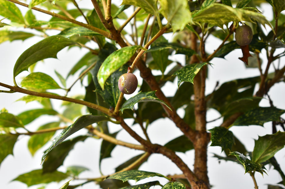 Miniatura: Osmanthus Heterophyllus