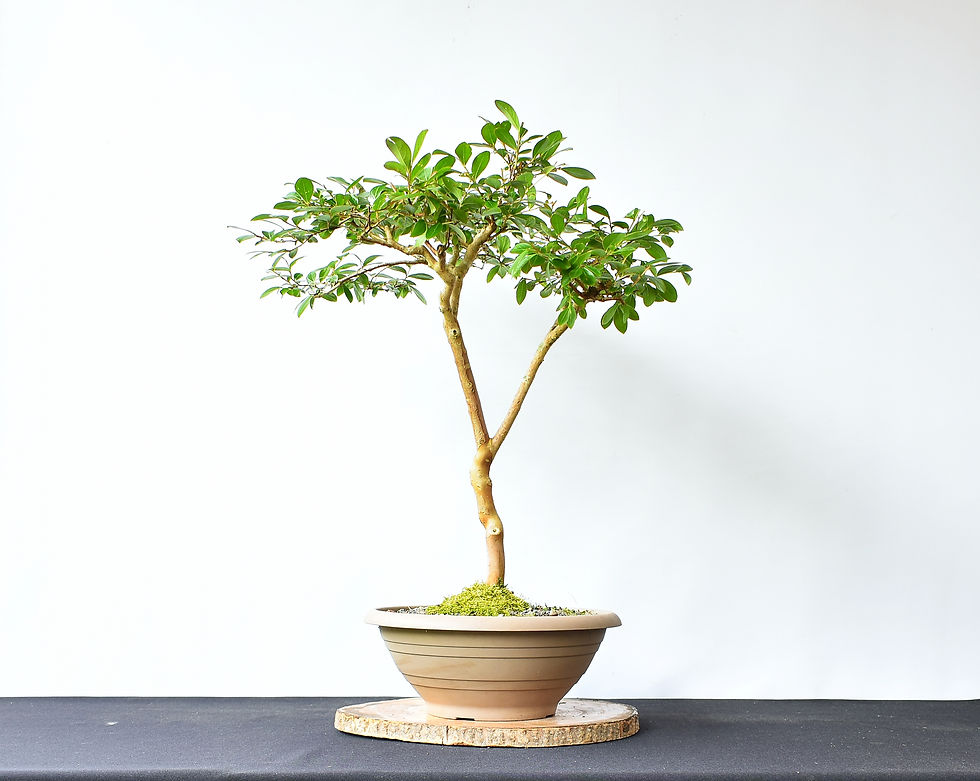 Miniatura: Lagerstroemia Indica