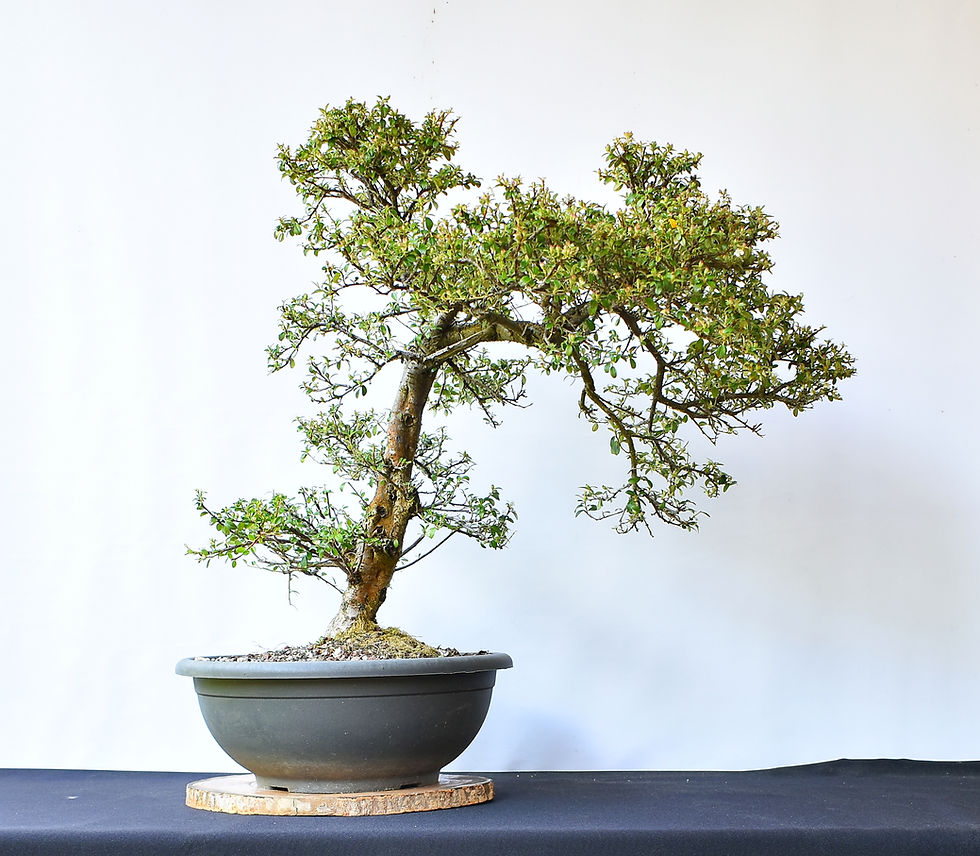 Miniatura: Cotoneaster