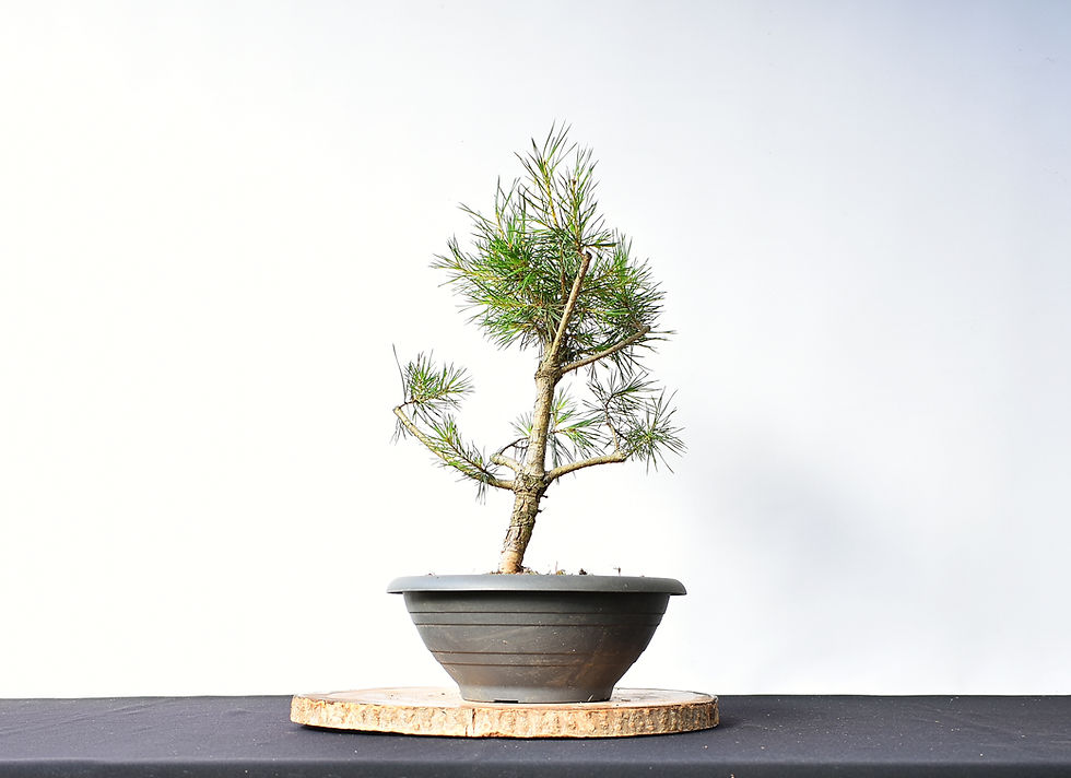 Vista trasera Pinus Sylvestris