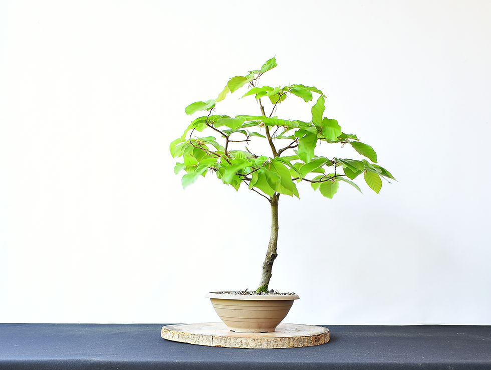 Miniatura: Fagus Sylvativa