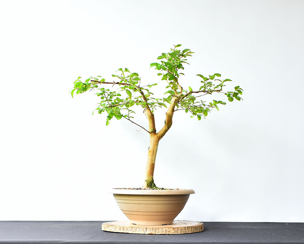 Miniatura: Lagerstroemia Indica