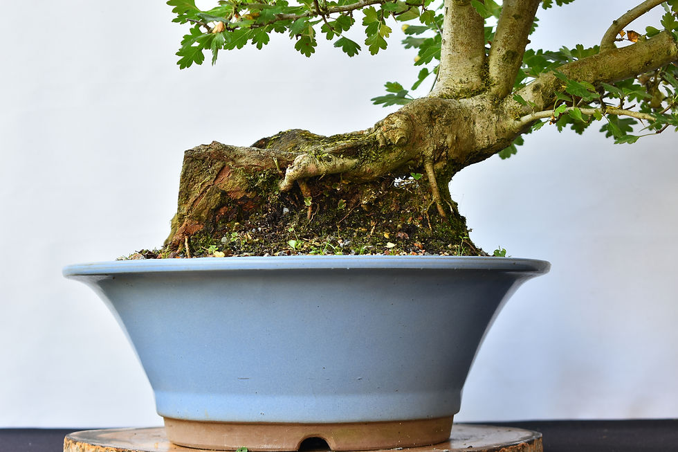 Miniatura: Crataegus Monogyna