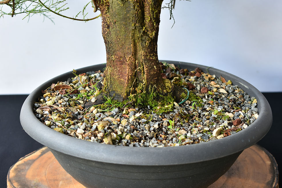 Miniatura: Tamarix Gallica
