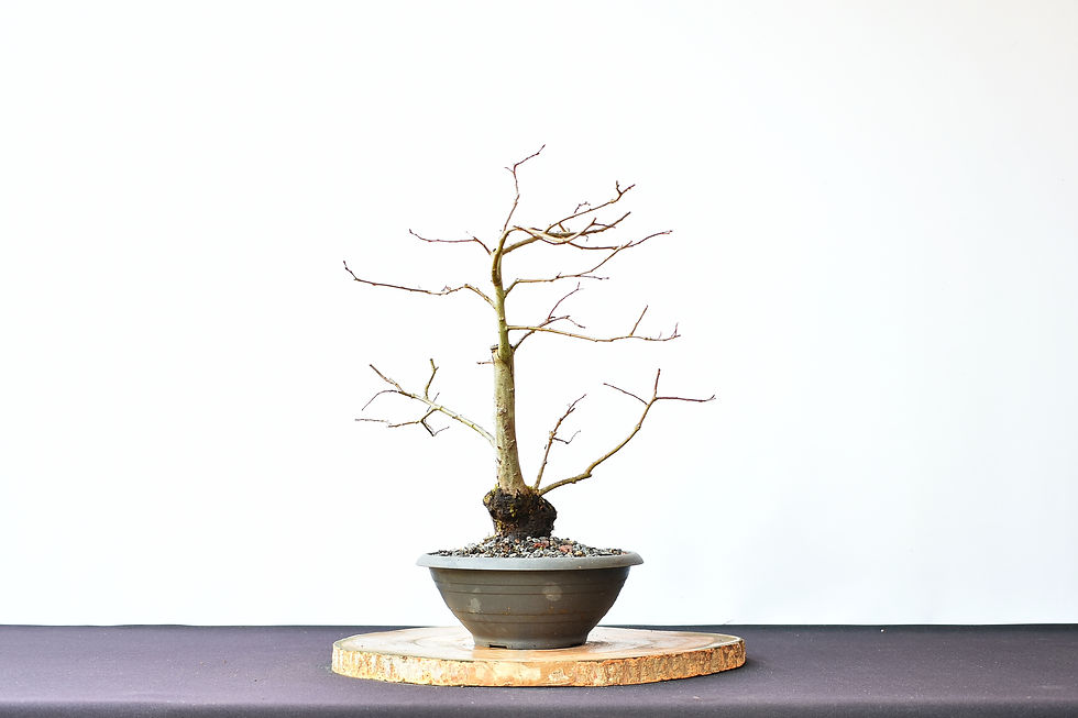 Miniatura: Salix Caprea