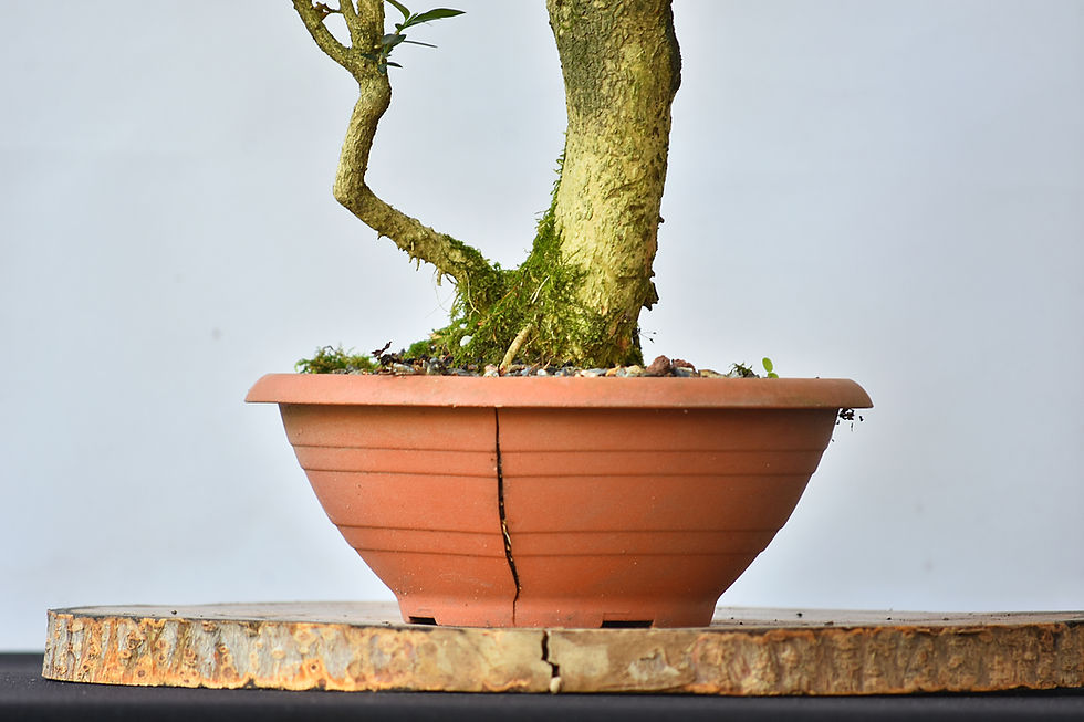 Miniatura: Buxus Sempervirens