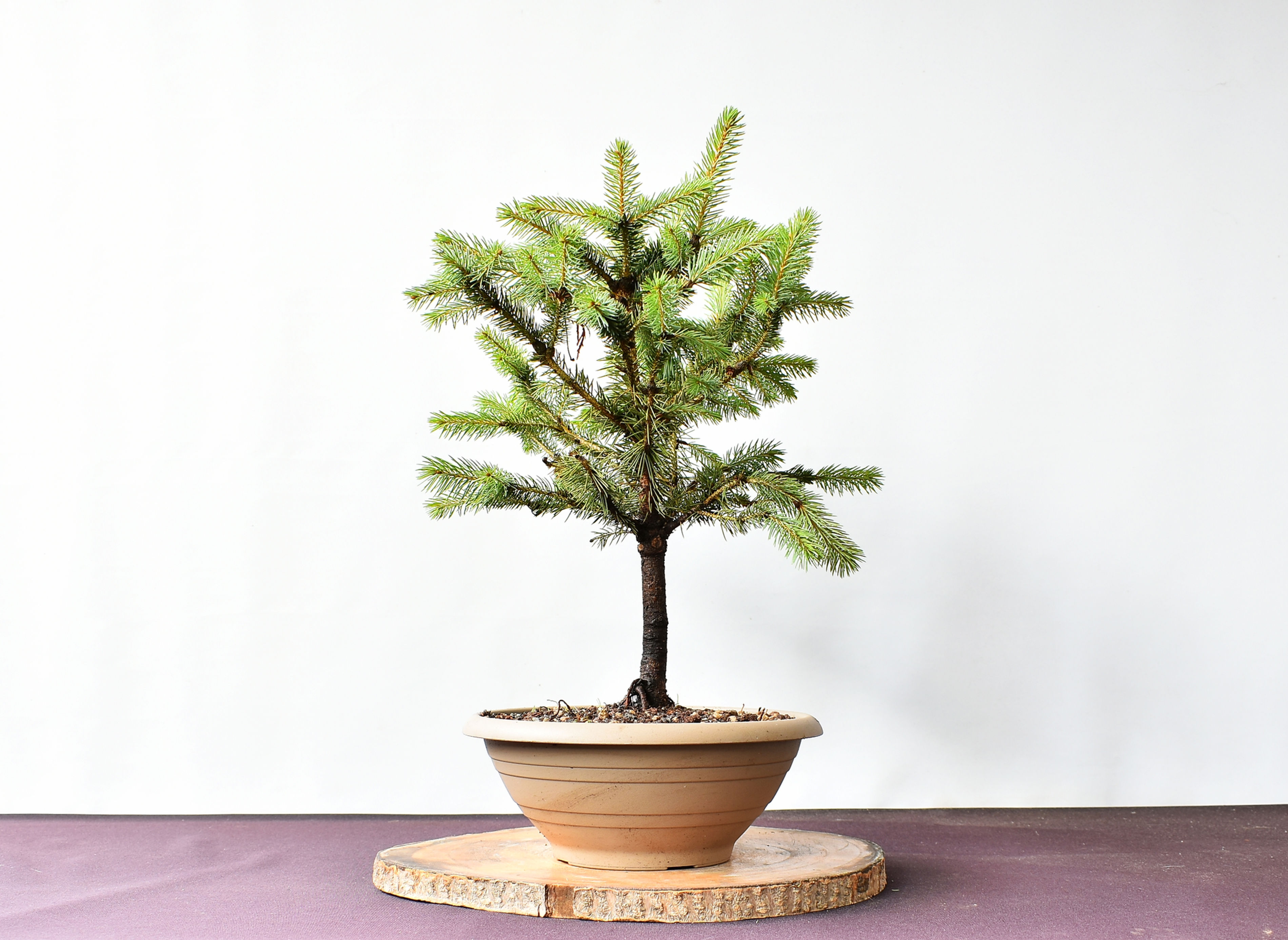 Picea Glauca