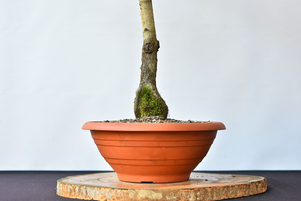 Miniatura: Fagus Sylvatica Atropurpureum 