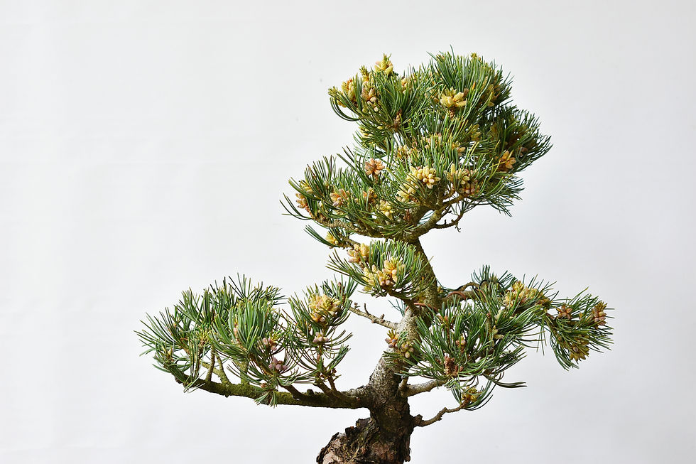 Miniatura: Pinus Pentaphylla