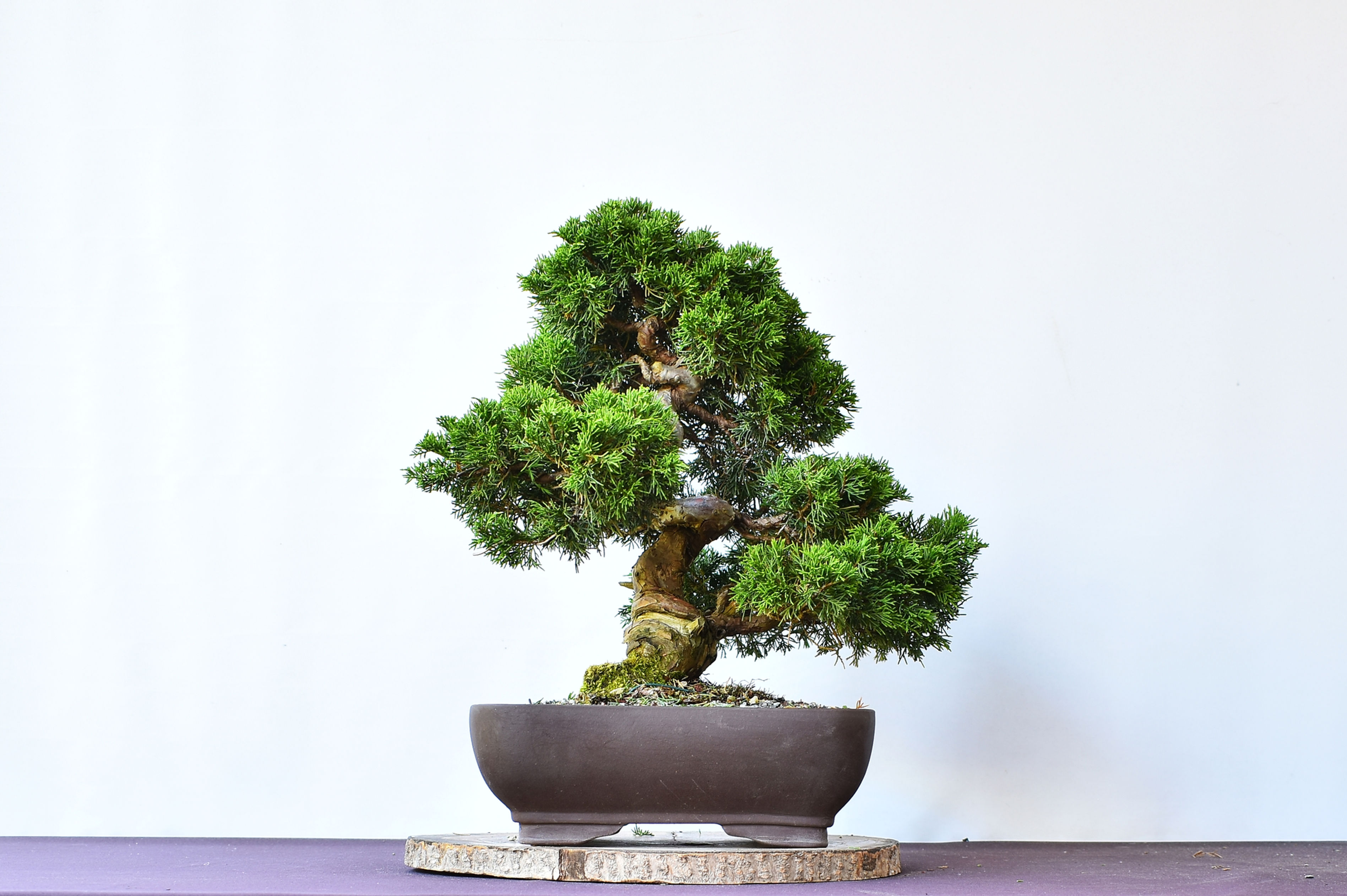 Vista frontal Juniperus Itoigawa