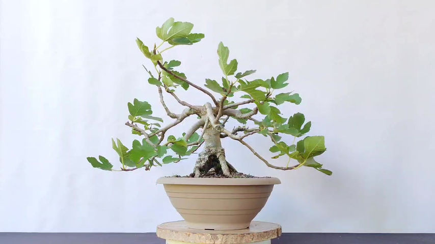 Miniatura: Ficus Carica