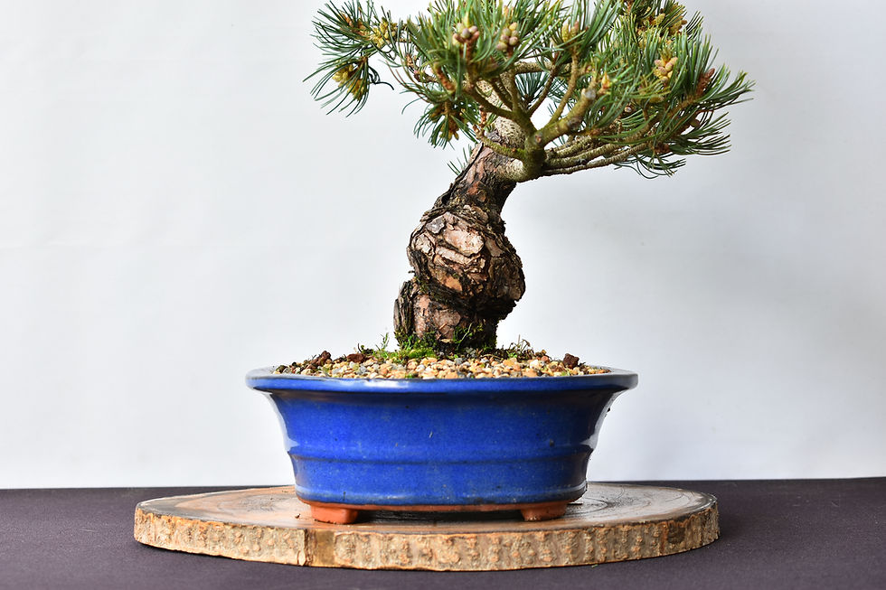 Miniatura: Pinus Pentaphylla