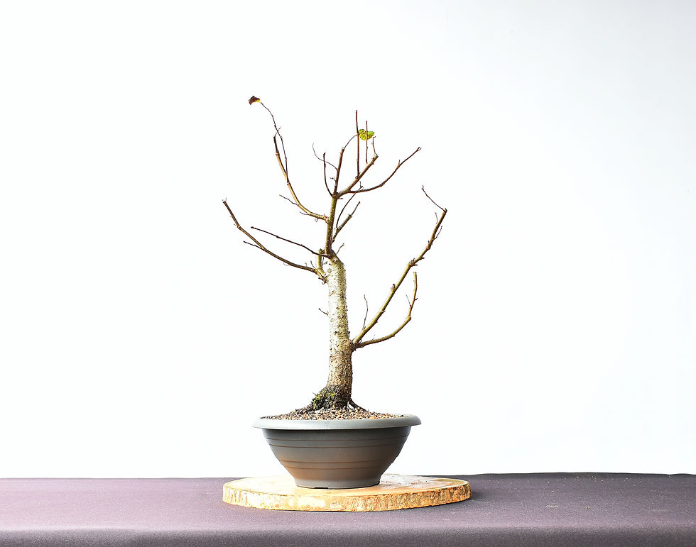 Miniatura: Aliso