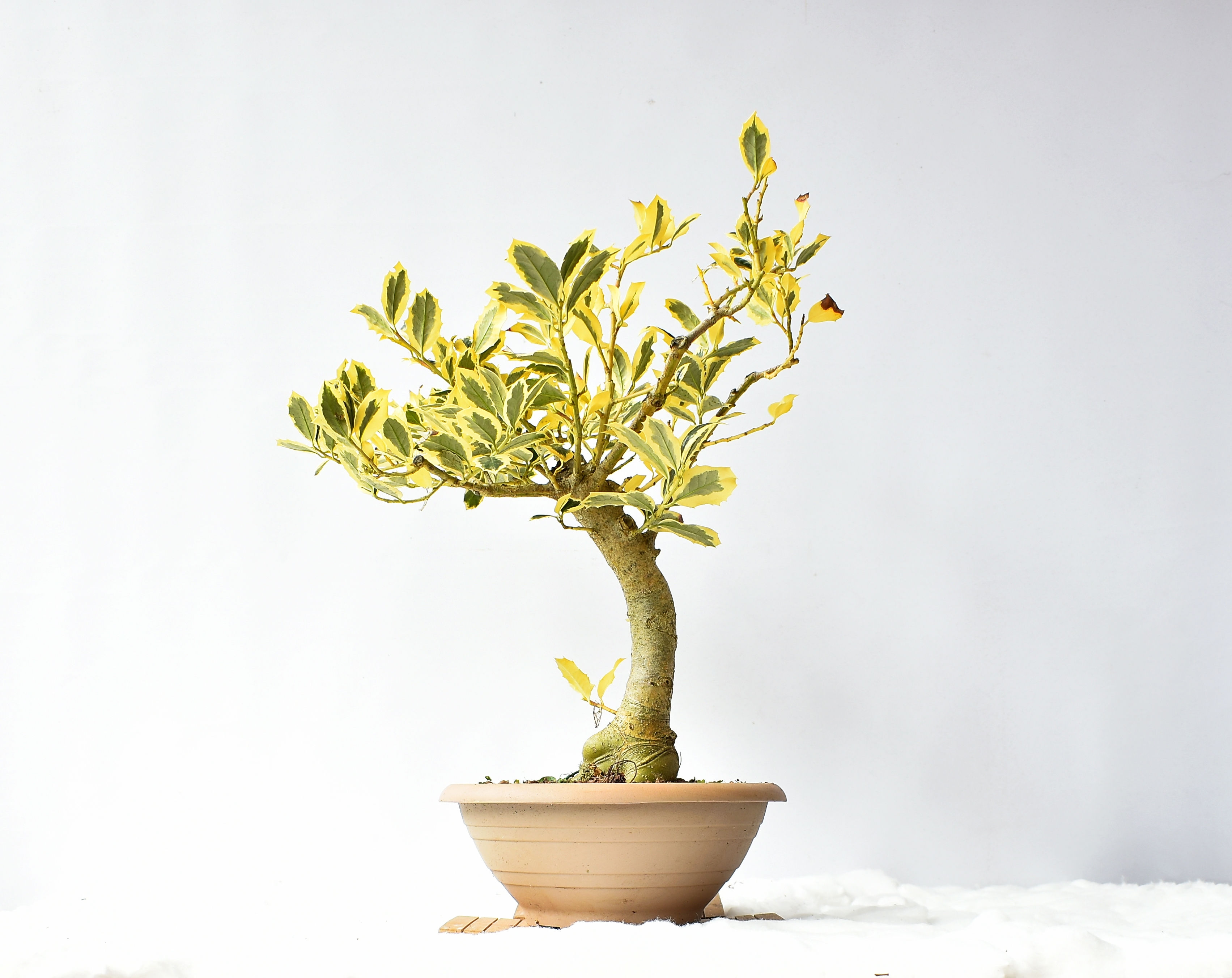 Ilex Aquifolium Variegata