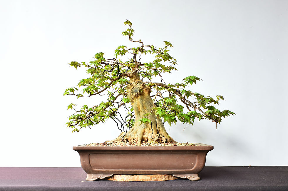 Miniatura: Arce Buergerianum