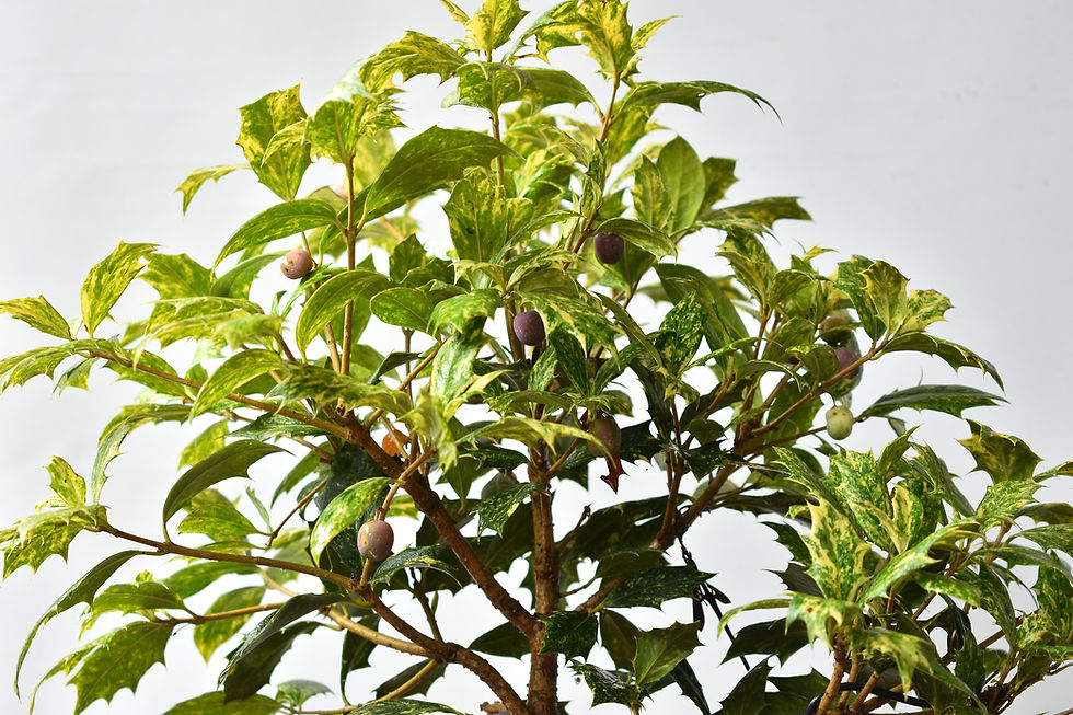Miniatura: Osmanthus Heterophyllus
