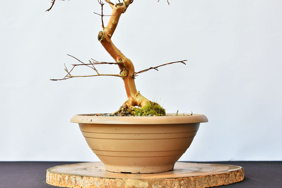 Miniatura: Lagerstroemia Indica