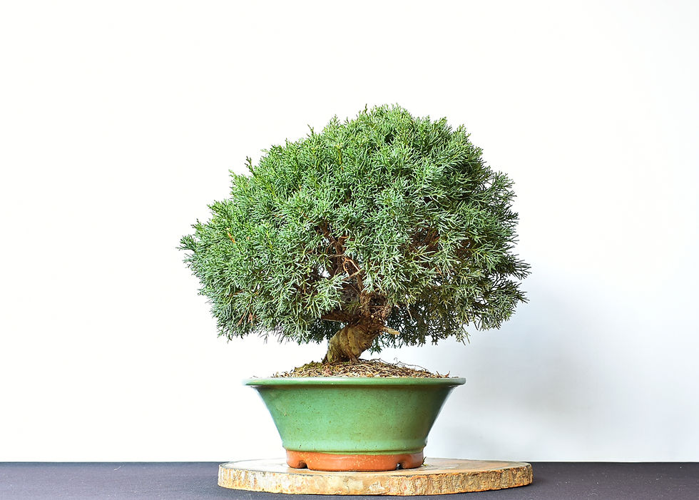 Miniatura: Juniperus Chinensis Itoigawa