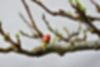 Miniatura: Chaenomeles Chojubai