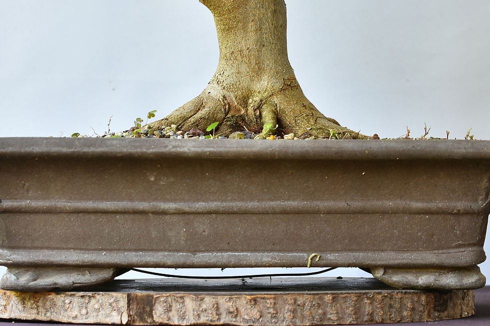 Miniatura: Acer Buergerianum