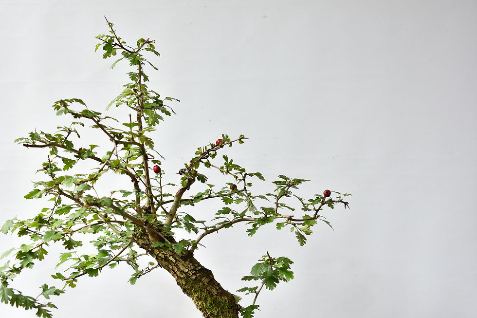 Miniatura: Crataegus Monogyna