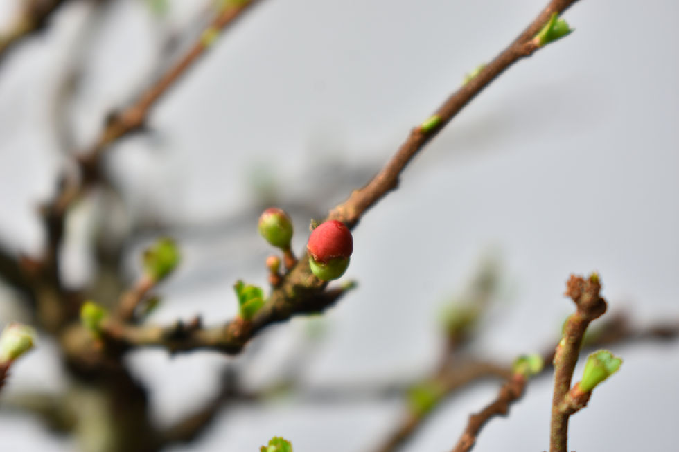 Miniatura: Chaenomeles Chojubai