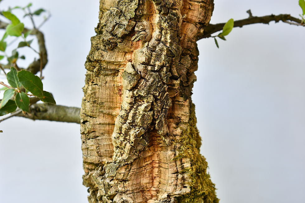 Miniatura: Quercus Suber