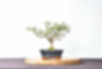 Miniatura: Zelkova Parvifolia SEIJU