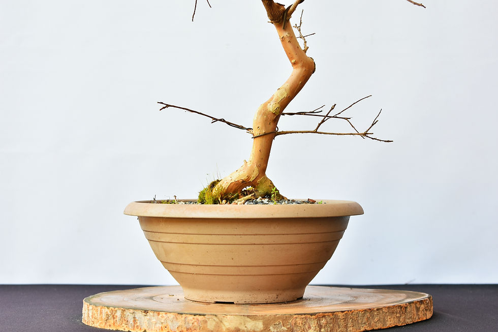 Miniatura: Lagerstroemia Indica