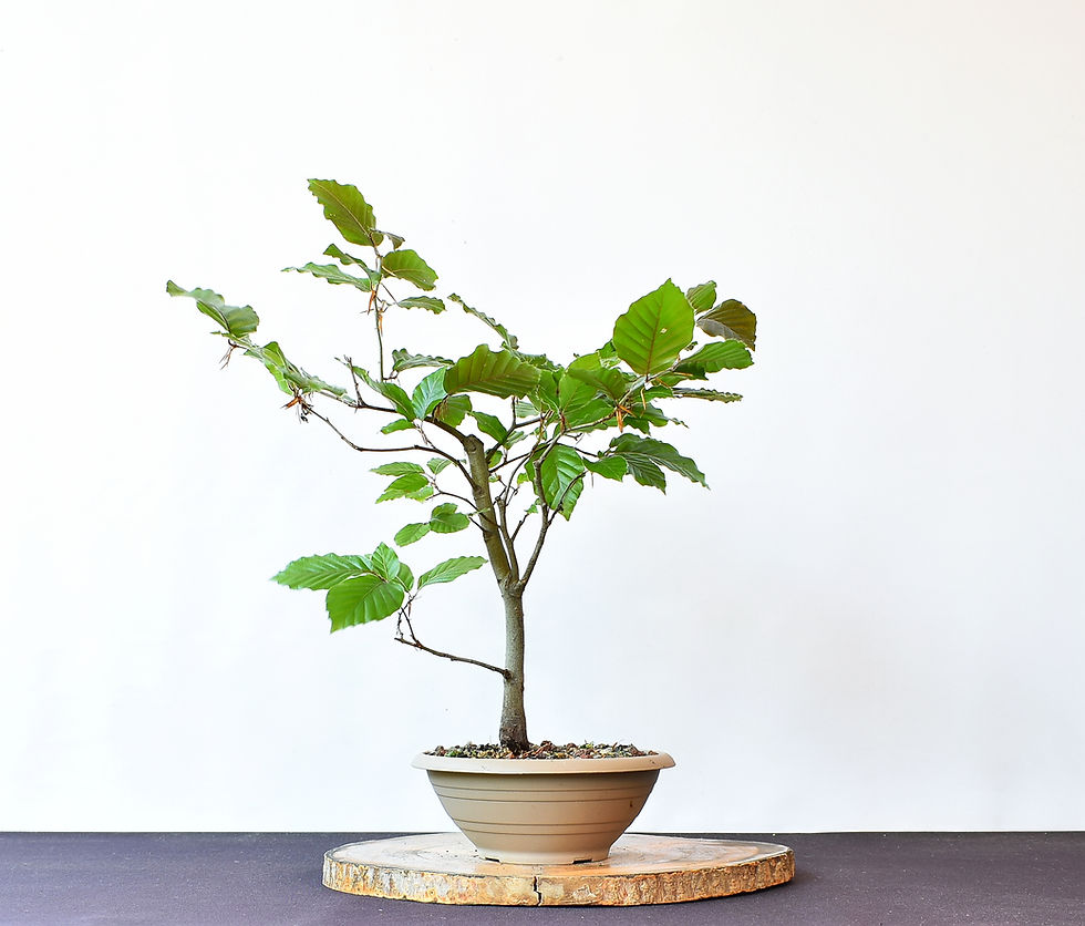 Miniatura: Fagus Sylvatica Atropurpureum