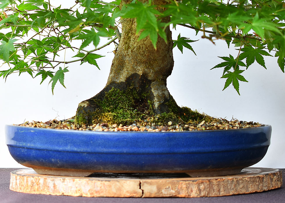 Miniatura: Arce Palmatum Yamamomiji
