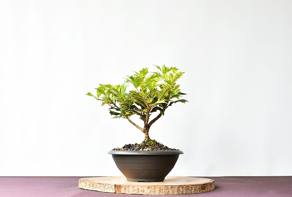 Miniatura: Osmanthus Heterophyllus