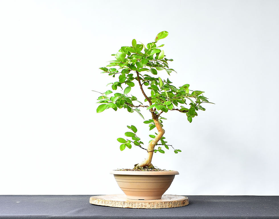 Miniatura: Lagerstroemia Indica