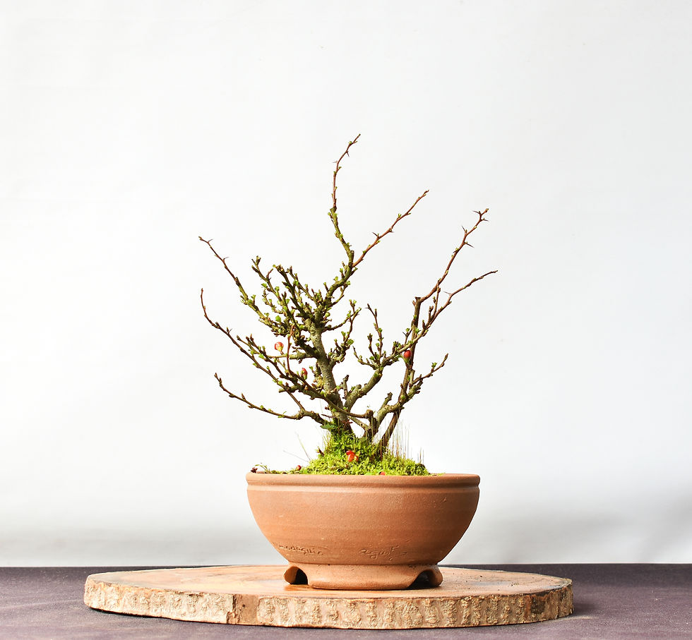 Miniatura: Chaenomeles Chojubai