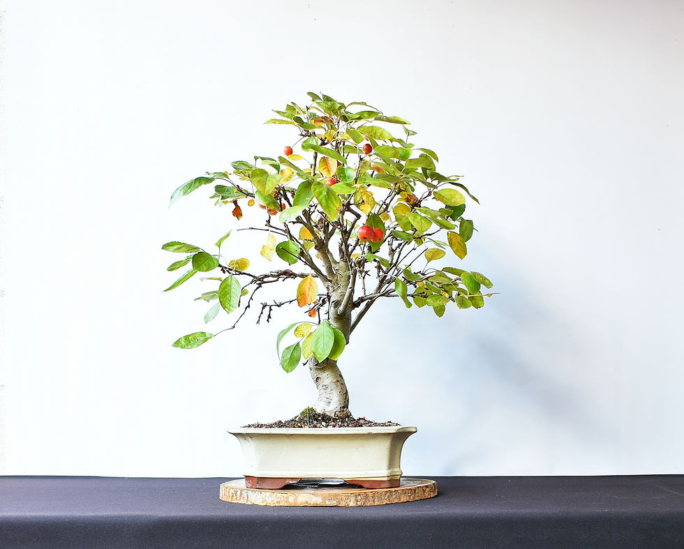 Miniatura: Malus Everest