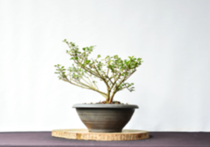Ilex Crenata