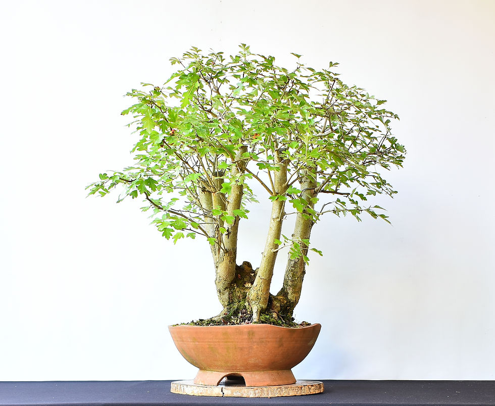 Miniatura: Crataegus Monogyna