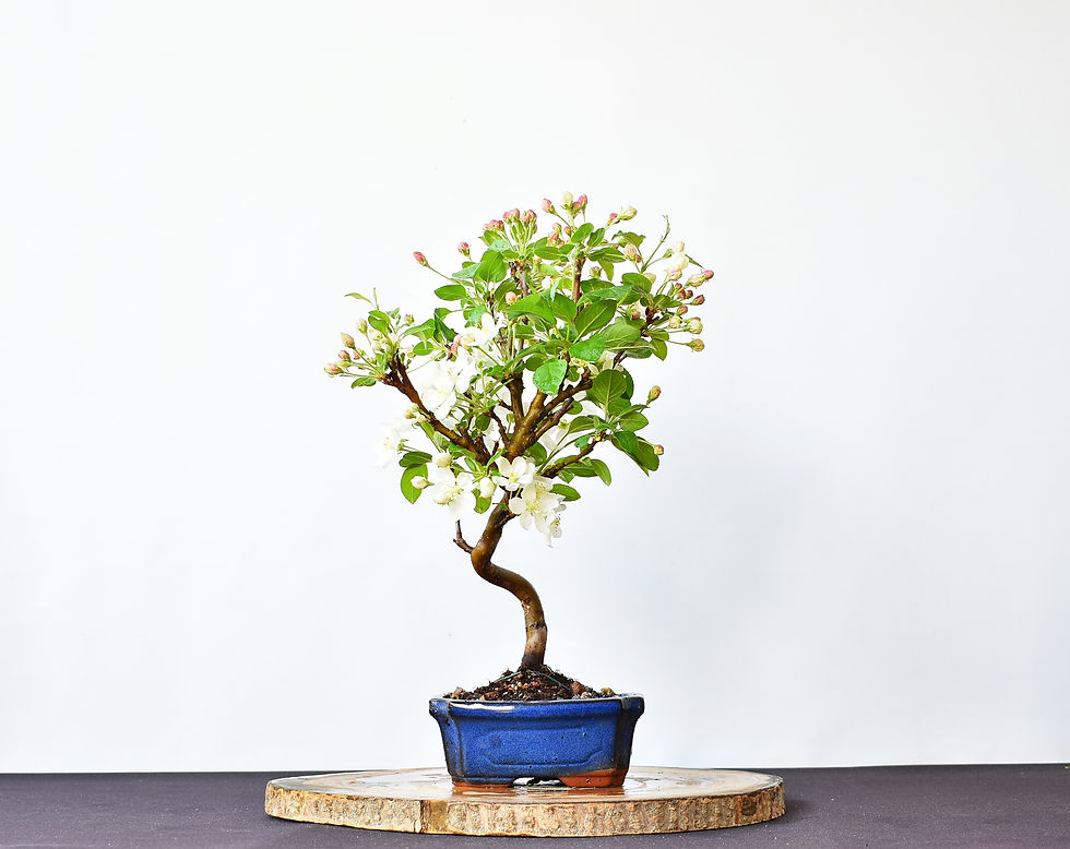Miniatura: Malus Everest
