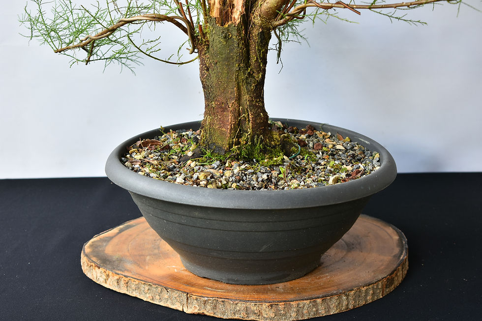 Miniatura: Tamarix Gallica