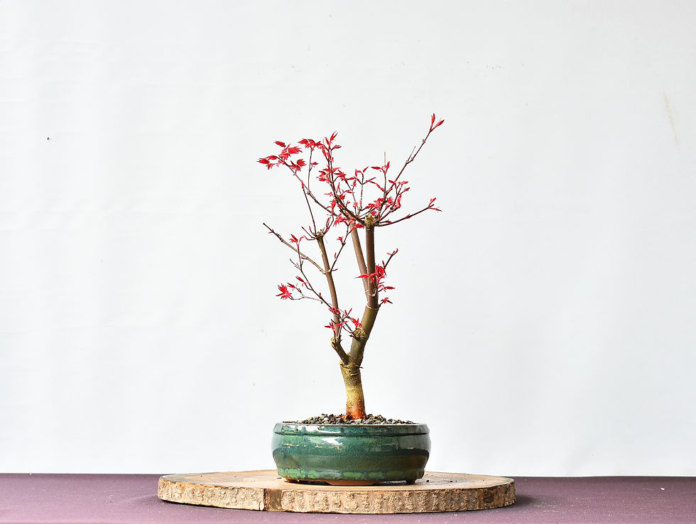 Miniatura: Acer Deshojo