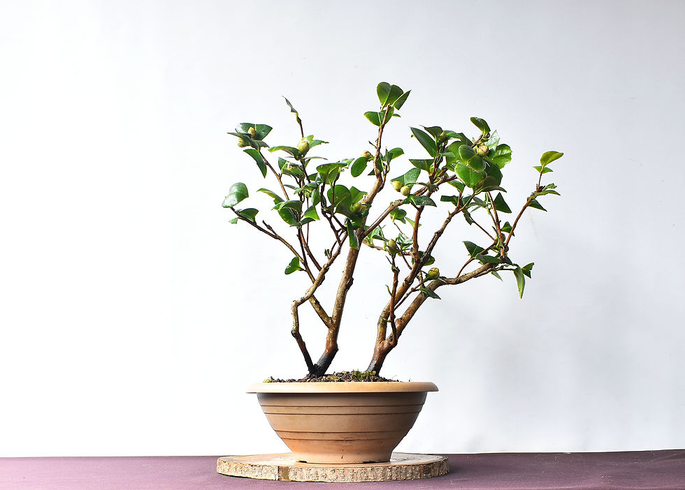 Miniatura: Vista frontal Camelia