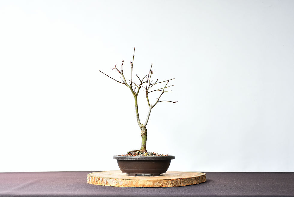 Miniatura: Arce Palmatum atropurpurerum