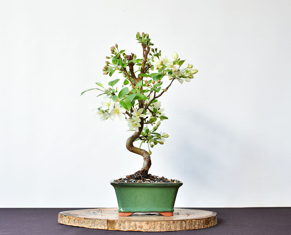 Miniatura: Malus Everest