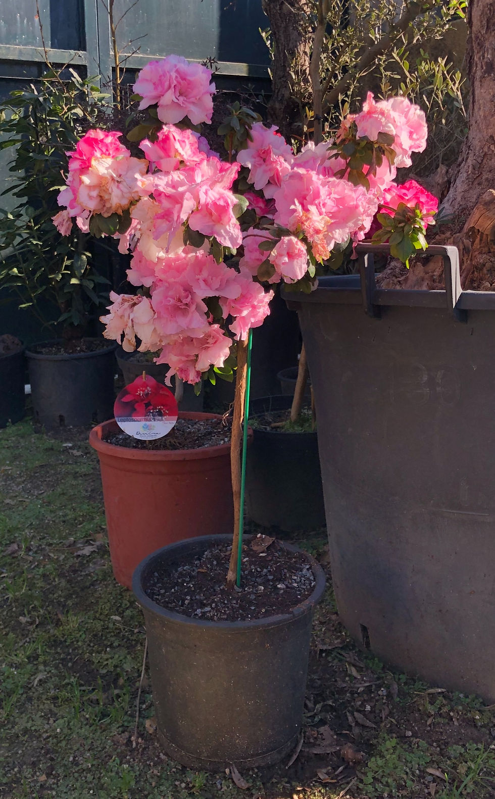 Miniatura: Azalea