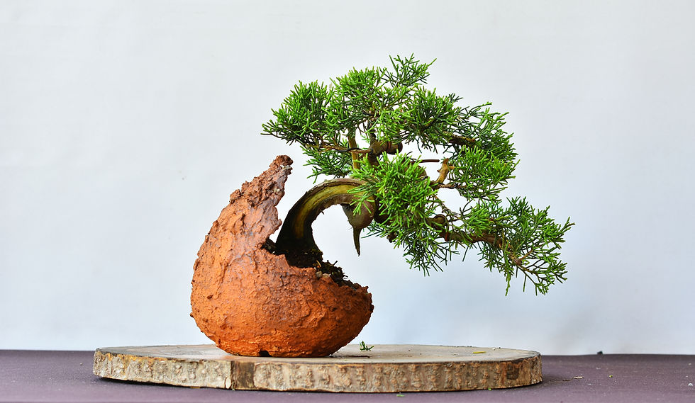 Miniatura: Vista lateral Juniperus Itoigawa