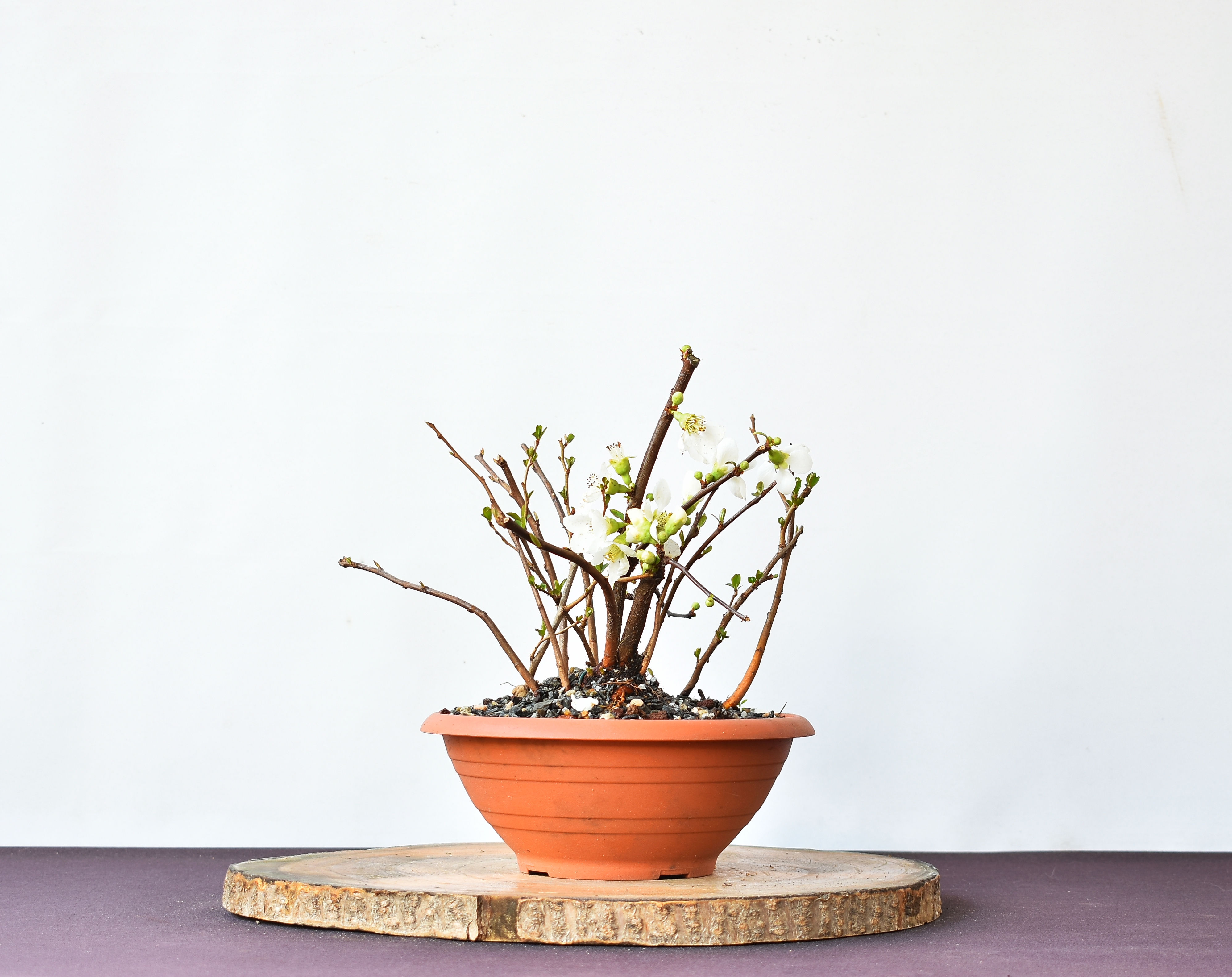 Vista frontal Chaenomeles Japonica