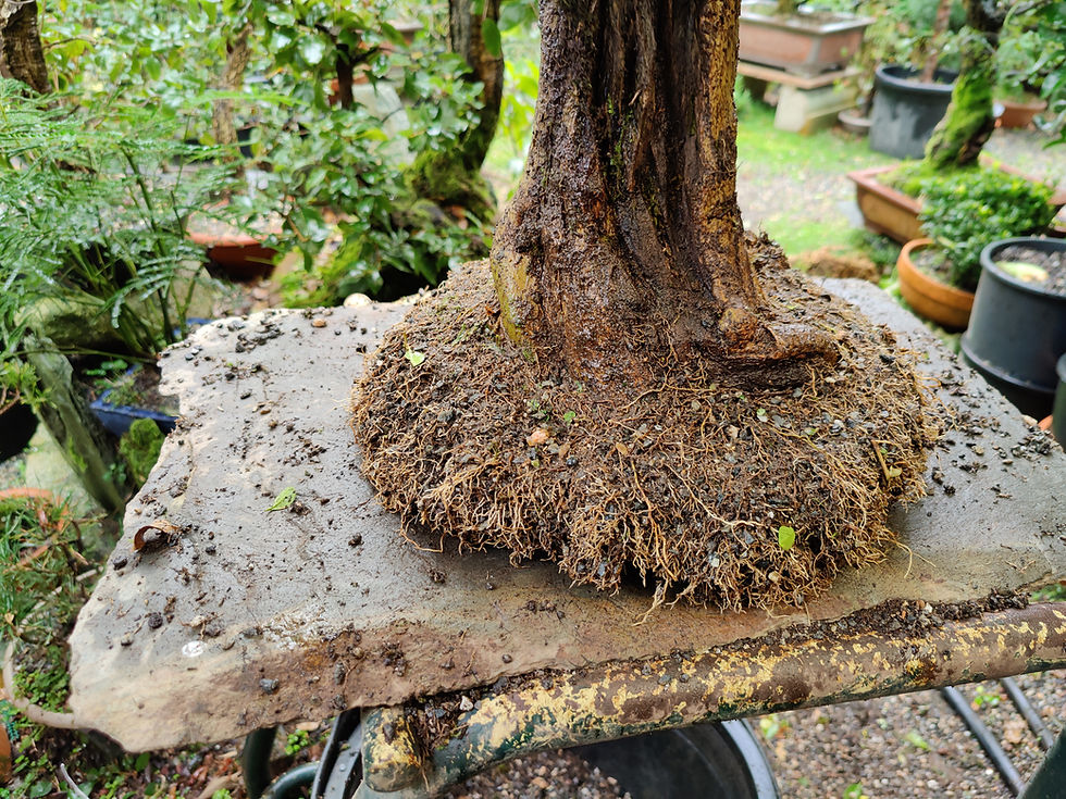 Miniatura: Ligustrum